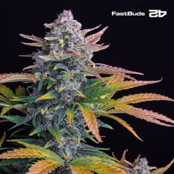 Tropicana Cookies Auto (Fast Buds)