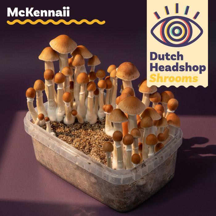 Magic Mushroom Growkit McKennaii (Private Label) main product photo