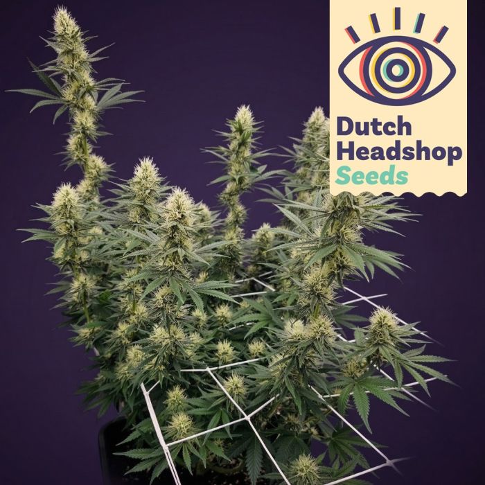 Auto Biscotti Mintz (Private Label) main product photo