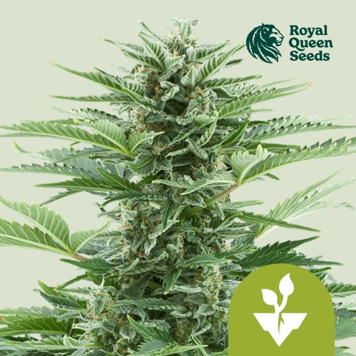 Easy Bud Autoflower (Royal Queen Seeds) 5 seeds main product photo