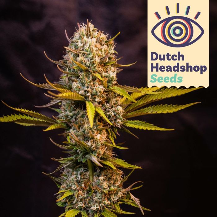 Auto G13 (Private Label) main product photo