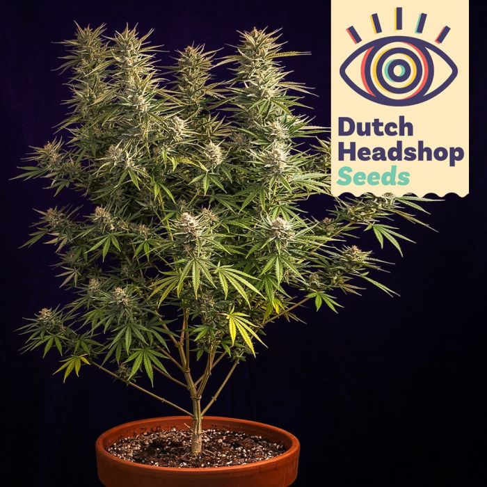 Auto Jack Herer (Private Label) main product photo