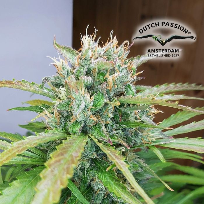 Auto Orange Bud (Dutch Passion) 3 Feminised weedseeds