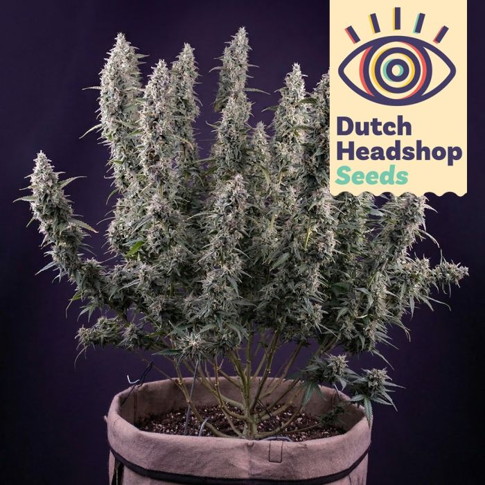 Auto Permanent Marker (Private Label) main product photo