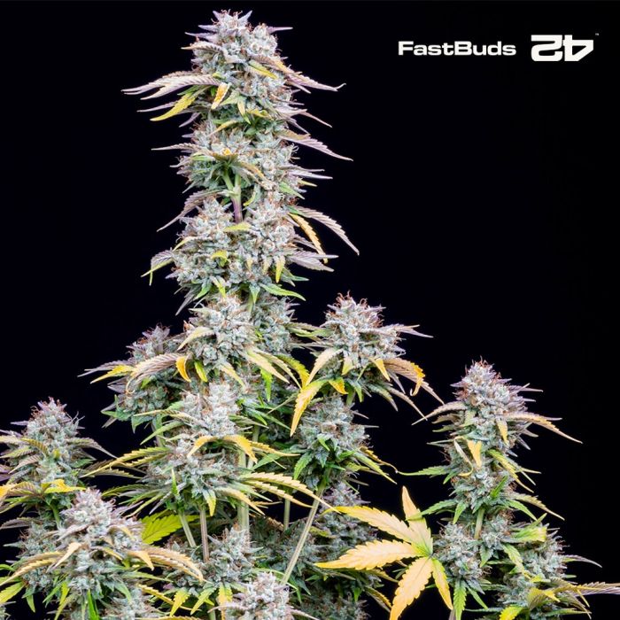 Big Bud Auto (Fast Buds) main product photo