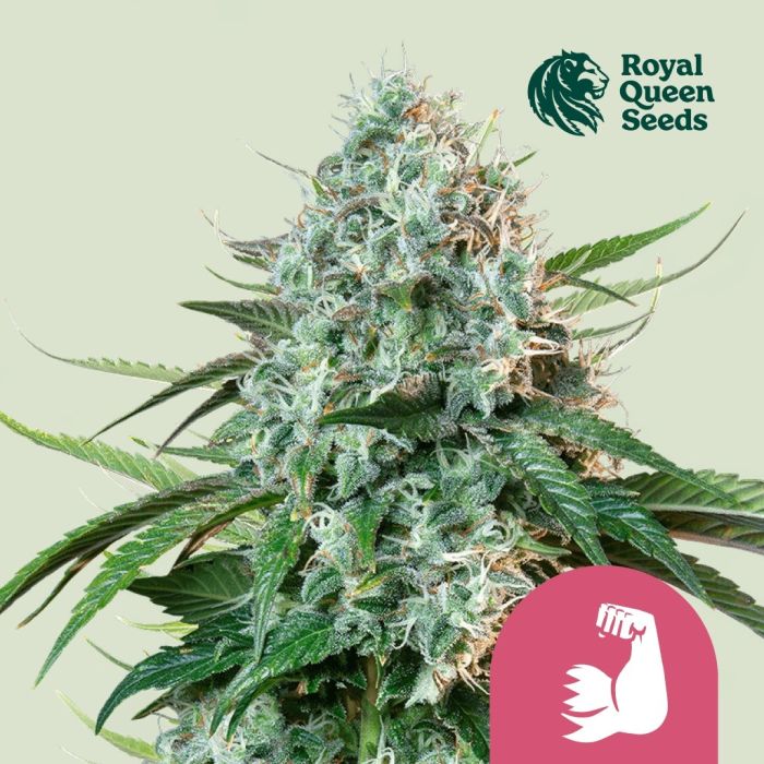Hulkberry (Royal Queen Seeds) 3 seeds main product photo