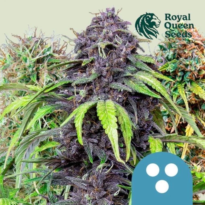 Medicinal Mix CBD (Royal Queen Seeds) 5 seeds main product photo
