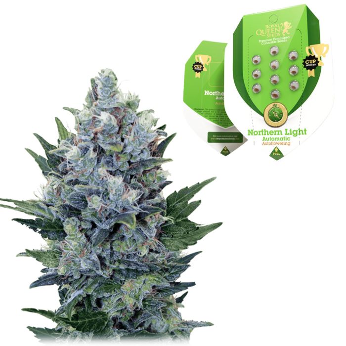 Northern Light Automatic feminized (5 seeds) royal