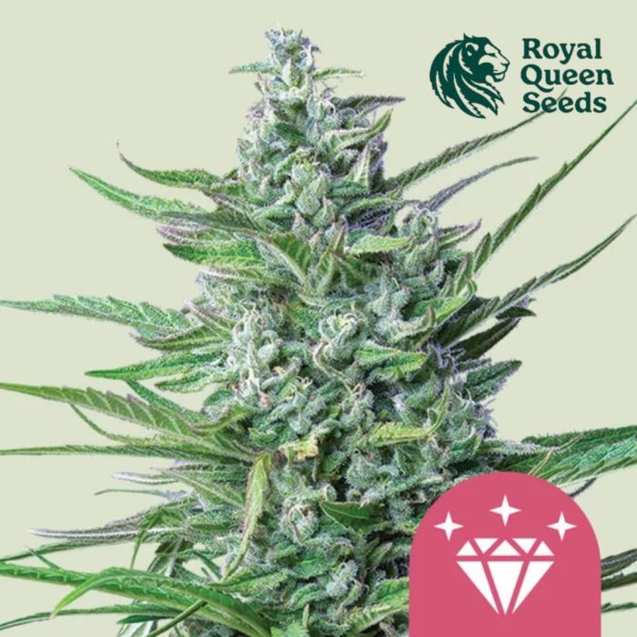 Special Kush #1 (Royal Queen Seeds) 5 zaden main product photo