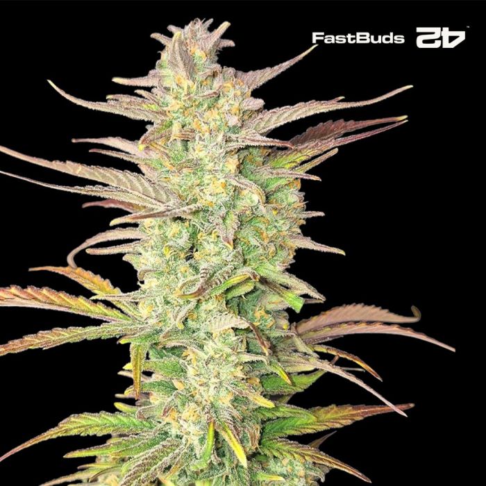 Z-Up Auto (Fast Buds) main product photo