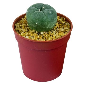 Peyote cactus [Lophophora Williamsii]