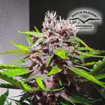 CBD Kush (Dutch Passion) 5 seeds