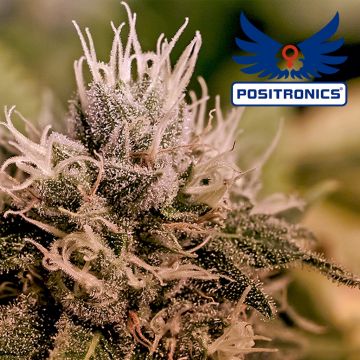 Jack Diesel Express Autoflower (Positronics) 5 seeds