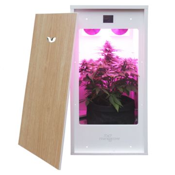 MiniGrow Box One | Grow Cannabis