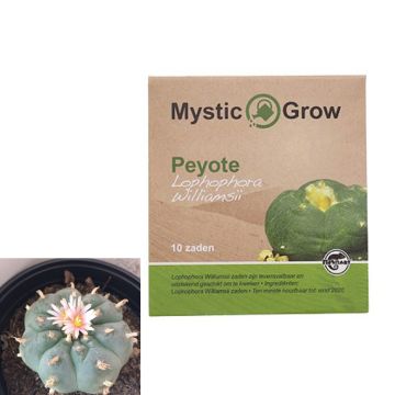 Peyote Mescaline Cactus [Lophophora Williamsii] (Mystic Grow) 10 seeds
