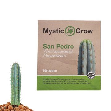 Peruvian Torch Mescaline Cactus [Echinopsis peruviana] (Mystic Grow) 100 seeds