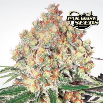 Auto Wappa (Paradise Seeds) 3 seeds