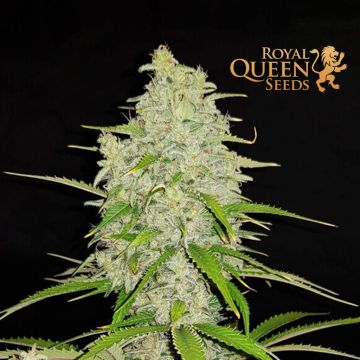 Hulkberry (Royal Queen Seeds) 3 seeds