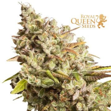 Royal Gorilla (Royal Queen Seeds) 3 seeds