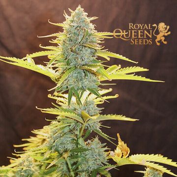 Fat Banana Automatic (Royal Queen Seeds) 3 seeds