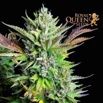 Green Gelato Automatic (Royal Queen Seeds) 3 seeds