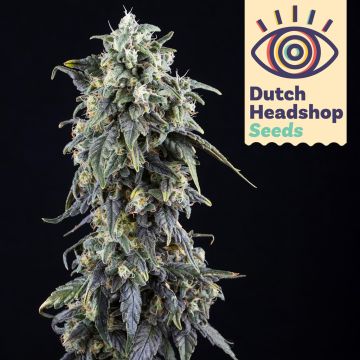 Fast Northern Light (Private Label)