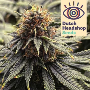 Auto Forbidden Fruit (Private Label)