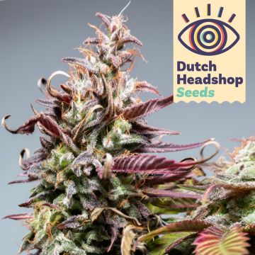 Auto CBD Gorilla Glue (Private Label) 