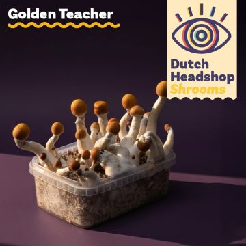 Magic Mushroom Growkit Golden Teacher (Private Label)