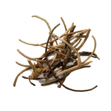 African Dream Root [Silene Capensis] 5 grams