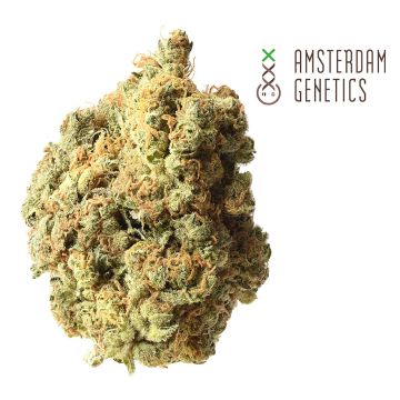 AK-020 Autoflower (Amsterdam Genetics) 3 seeds