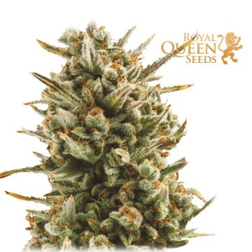 Amnesia Haze Automatic (Royal Queen Seeds) 5 seeds