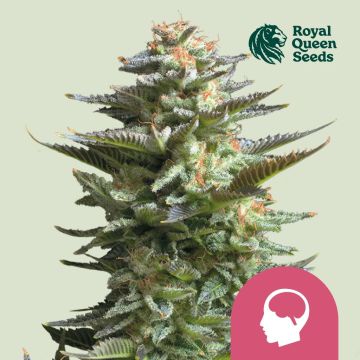 Amnesia Haze (Royal Queen Seeds) 5 seeds