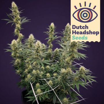 Auto Biscotti Mintz (Private Label)