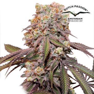 Auto Candy Bubatz XL (Dutch Passion) 3 Seeds