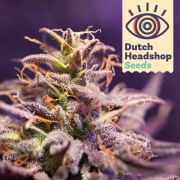 Auto CBD Zero Stress Amnesia (Private Label)