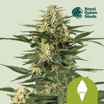 Green Gelato Automatic (Royal Queen Seeds) 3 seeds