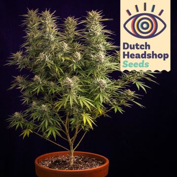 Auto Jack Herer (Private Label)