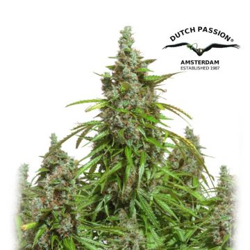 Auto Mazar (Dutch Passion) 3 seeds