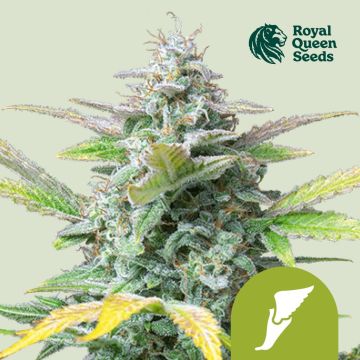 Quick One Autoflower (Royal Queen Seeds) 5 seeds