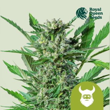 Royal Dwarf Autoflower (Royal Queen Seeds) 5 seeds