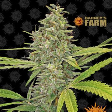 G13 Haze (Barney’s Farm) 5 seeds