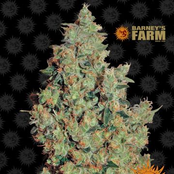 Tangerine Dream (Barney's Farm) 5 seeds