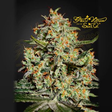 Big Bang (Greenhouse Seeds) 5 seeds