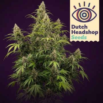 Black Widow (Private Label)