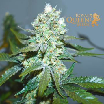 Blue Mystic (Royal Queen Seeds)