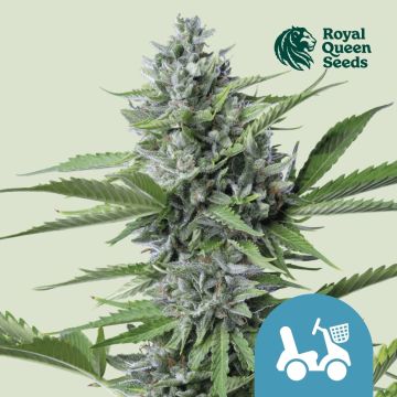 Fast Eddy Automatic CBD (Royal Queen Seeds) 5 seeds