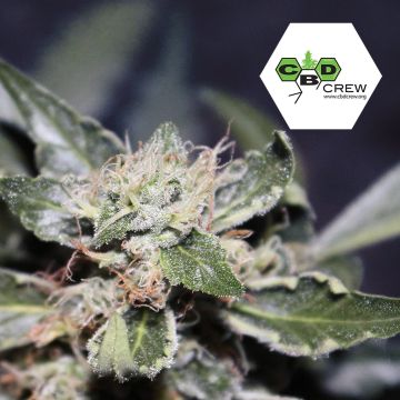 CBD MedGom Auto (CBD Crew) 3 seeds