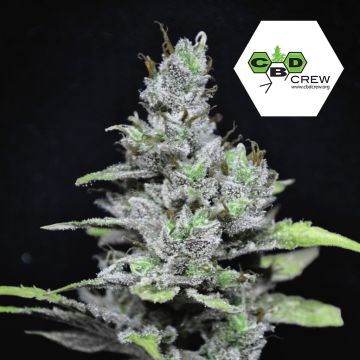 CBD MediHaze (CBD Crew) 5 seeds