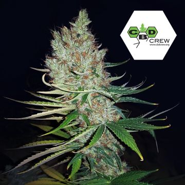 CBD Therapy (CBD Crew) 5 seeds